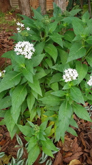 Pentas