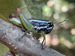 Usambilla castigata