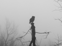 Bubo