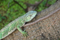 Polychrus marmoratus