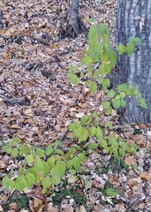Rhamnus cathartica