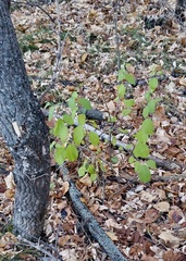 Rhamnus cathartica