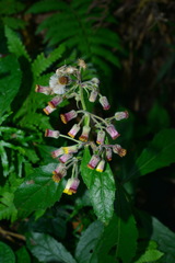 Blumea clarkei
