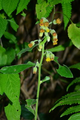 Blumea clarkei