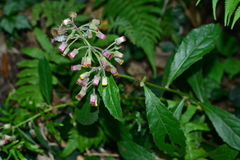 Blumea clarkei