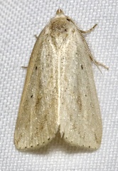 Amolita obliqua