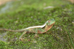 Enyalius