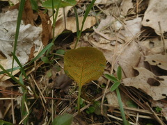 Rossmanomyces pyrolae