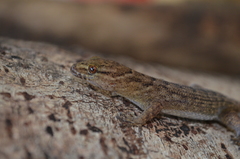 Gymnodactylus darwinii