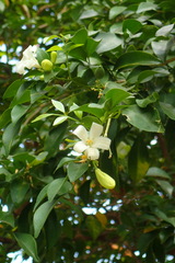 Magnoliopsida