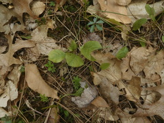 Rossmanomyces pyrolae