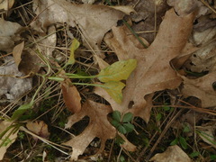 Rossmanomyces pyrolae