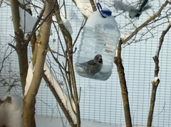 Coccothraustes coccothraustes