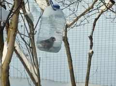 Coccothraustes coccothraustes