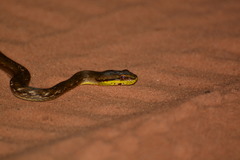 Mesotes rutilus