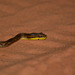 Prado's Coastal House Snake - Photo (c) flavioubaid, some rights reserved (CC BY-NC)
