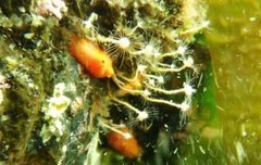 Ectopleura