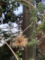 Adenophyllum aurantium