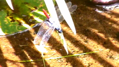 Planiplax erythropyga