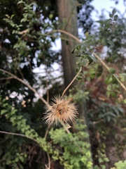 Adenophyllum aurantium