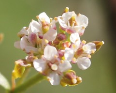Lepidium graminifolium