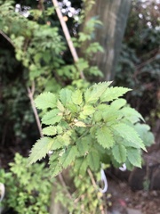 Adenophyllum aurantium