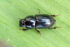 Calamosternus granarius