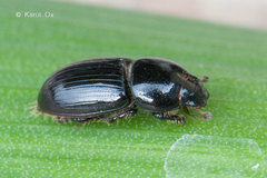 Calamosternus granarius