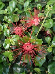 Myrtaceae