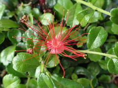 Myrtaceae