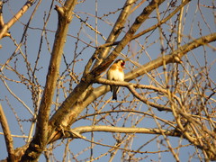 Carduelis carduelis