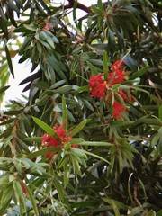 Myrtaceae