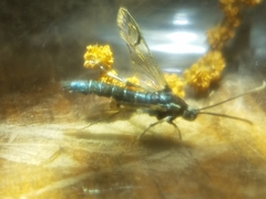 Sesiidae