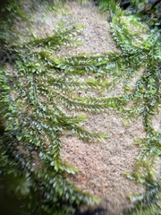 Chiloscyphus pallescens