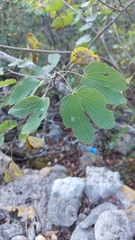 Bauhinia macranthera