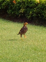 Acridotheres tristis