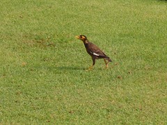Acridotheres tristis