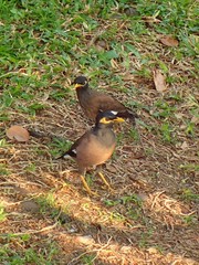 Acridotheres tristis