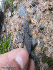 Sceloporus anahuacus