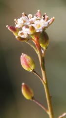 Lepidium graminifolium