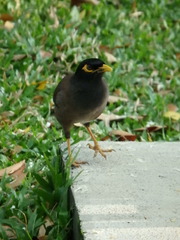 Acridotheres tristis