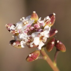 Lepidium graminifolium