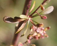 Lepidium graminifolium