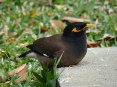 Acridotheres tristis