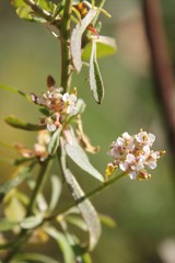 Lepidium graminifolium