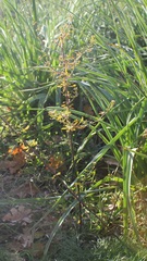 Lepidium graminifolium