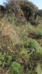 Lepidium graminifolium