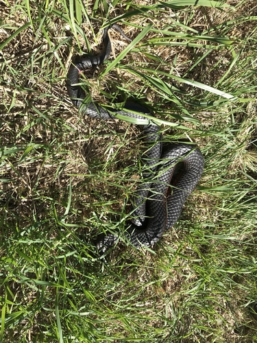 Photo of a Copperhead Snake (Austrelaps superbus)