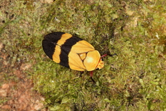 Sphenorhina