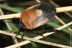 Coridius viduatus